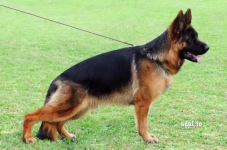 Danko di Casa Beggiato